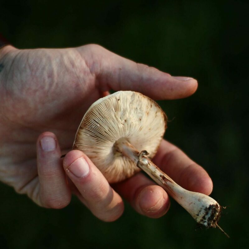 Shrooms | Magic Mushrooms Online Canada