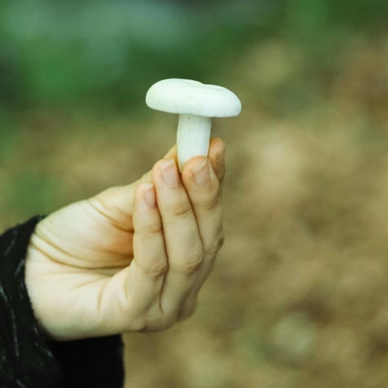 shrooms online in Canada | Magic Mushrooms Online Canada