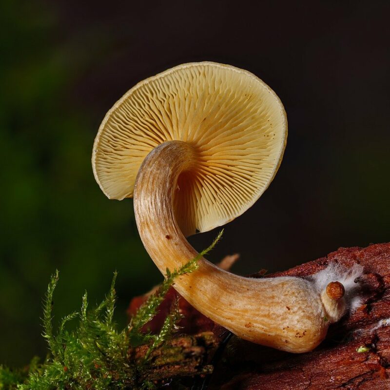 Alacabenzi Strain | Magic Mushrooms Online Canada