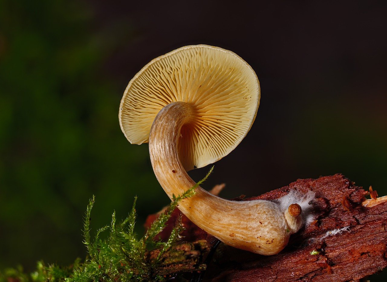 Overview of the Alacabenzi Strain – Essential Information for Users Before Their Initial Dosage