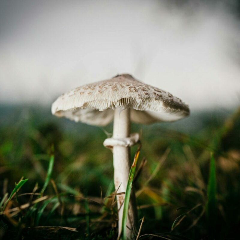 White Monster | Magic Mushrooms Online Canada