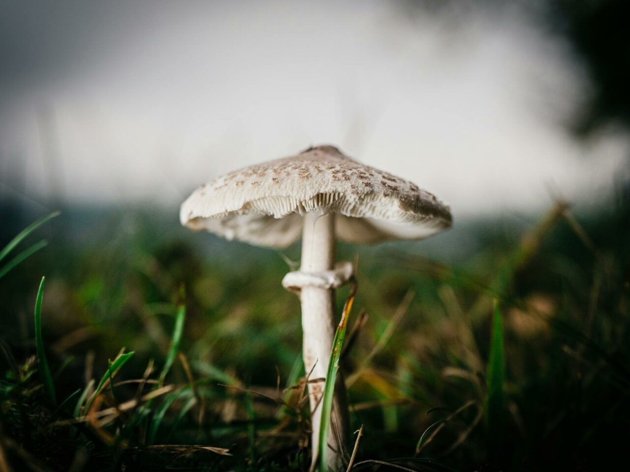 What Complements White Monster Magic Mushrooms for a More Enriching Experience?