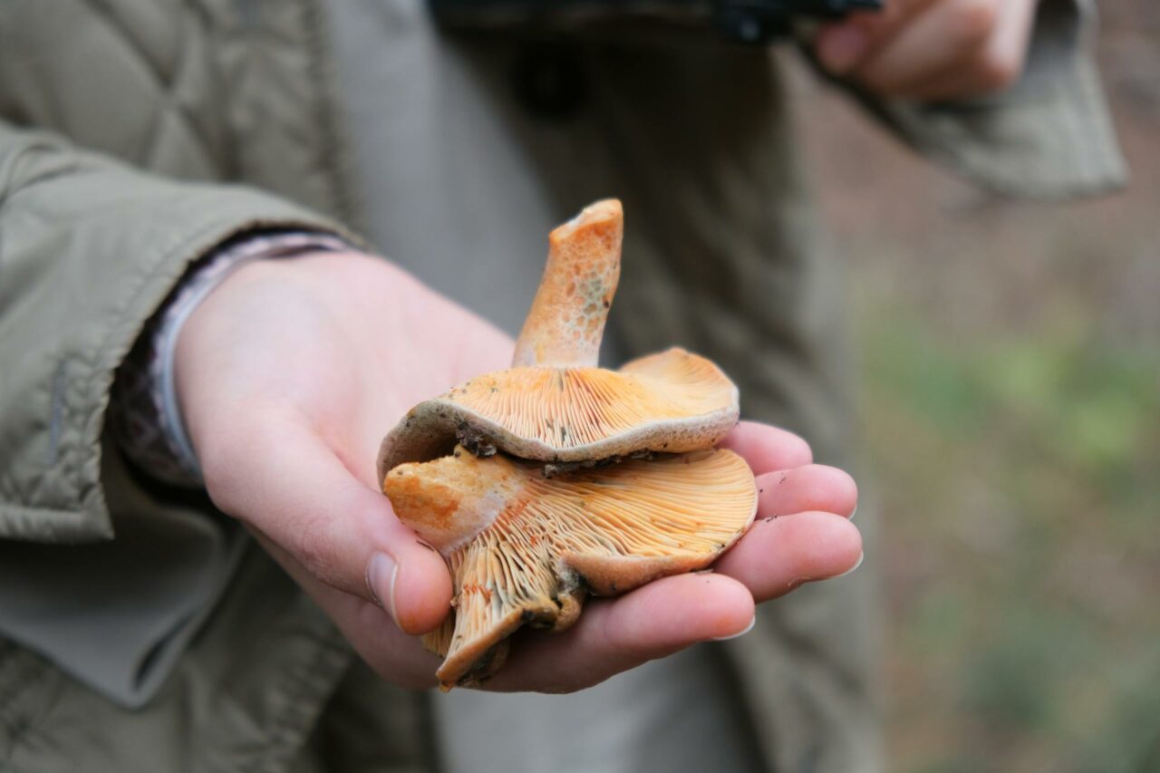 The Reasons Apex Strain Mushrooms Will Always Be a Part of My Self-Care Regimen