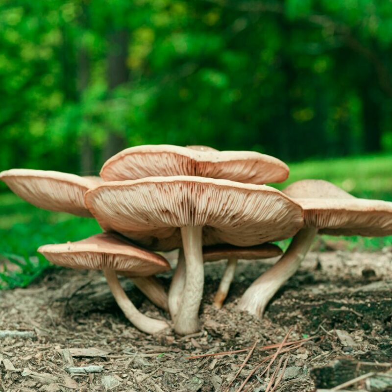 Big Daddy Mushroom | Magic Mushrooms Online Canada