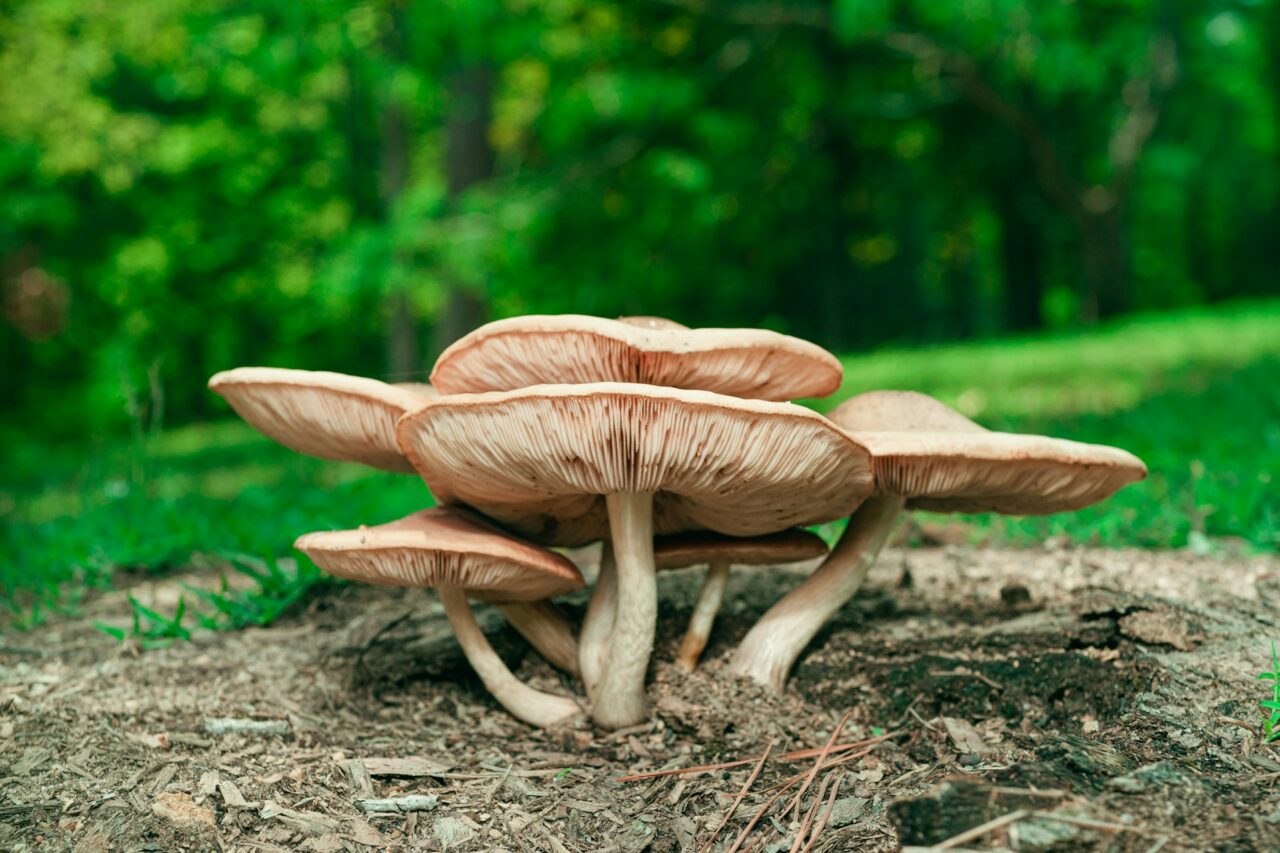 Experienced the Big Daddy Mushroom during a Hike—Highly Recommended, Definitely Worth a 10/10 Rating