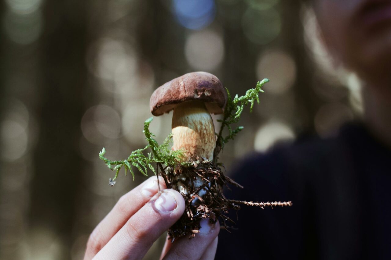 Purchasing Psychedelic Mushrooms Online? A Retiree Regrets Not Utilizing Psilocybin 45 Years Earlier