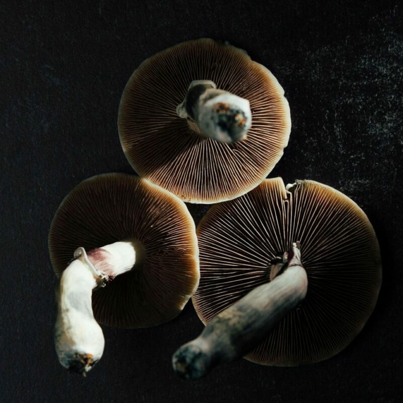 Magic Mushroom Canada | Magic Mushrooms Online Canada