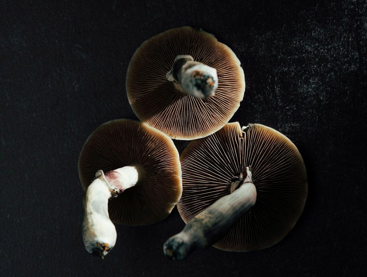Canada’s Magic Mushroom – Specialists Elucidate Why Naturally Occurring Psilocybin Has a More Potent Effect Than Its Laboratory Synthesized Counterpart