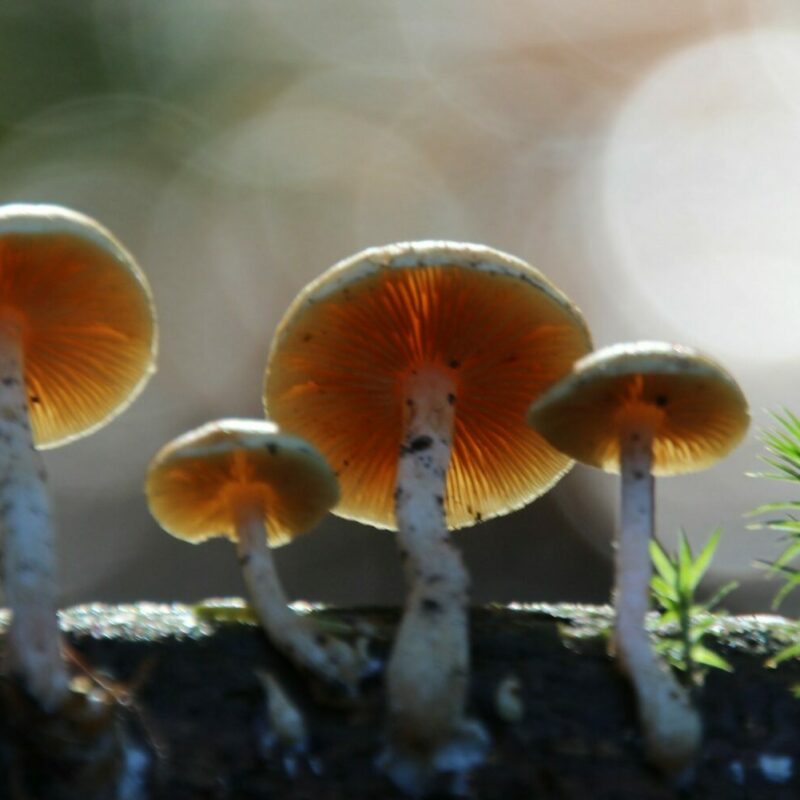 Magic Mushroom Delivery | Magic Mushrooms Online Canada