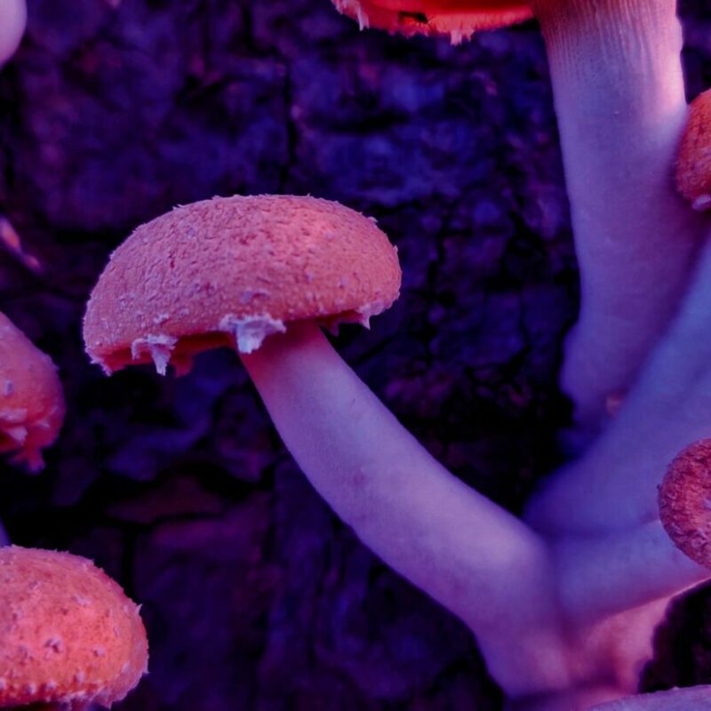 Mushroom Dispensary | Magic Mushrooms Online Canada