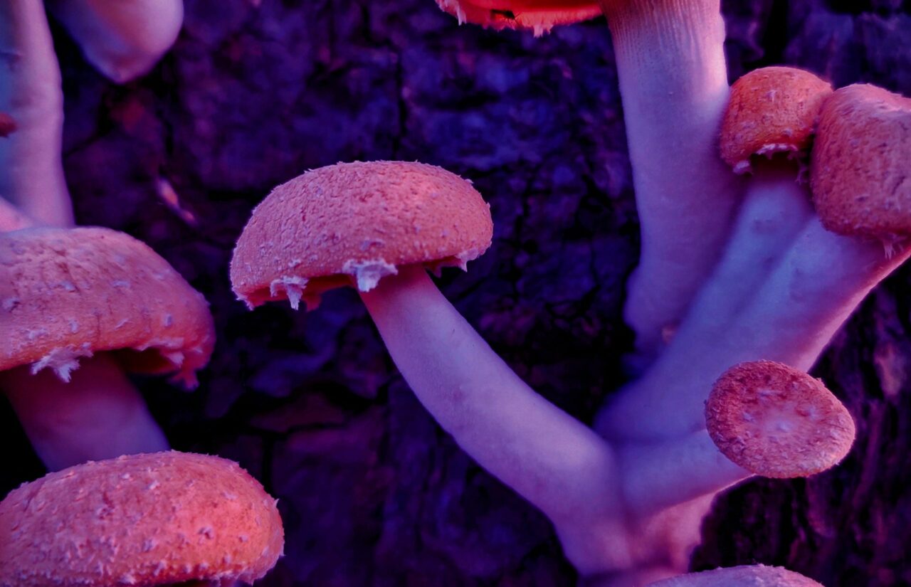 How a Mushroom Dispensary’s Psilocybin Could Help Revitalize Minds Burdened with HIV-Related Shame
