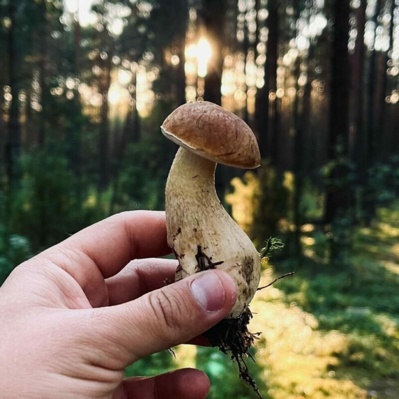 Shrooms Delivery Canada | Magic Mushrooms Online Canada