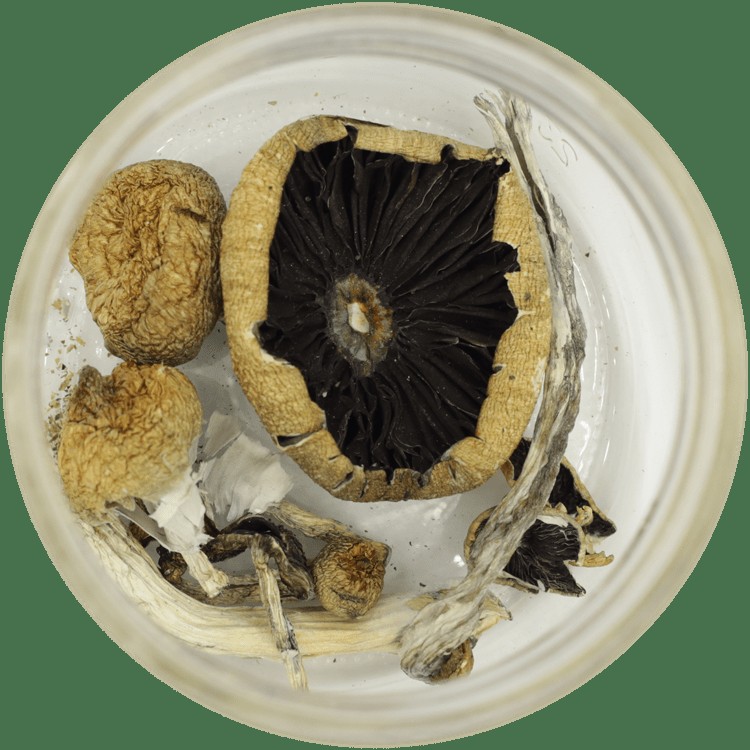  | Magic Mushrooms Online Canada