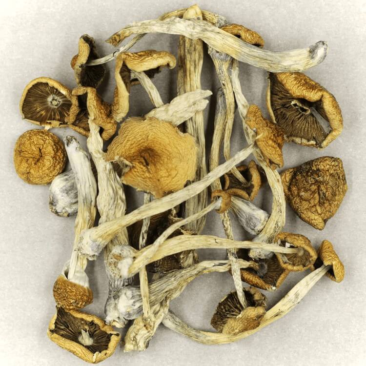  | Magic Mushrooms Online Canada