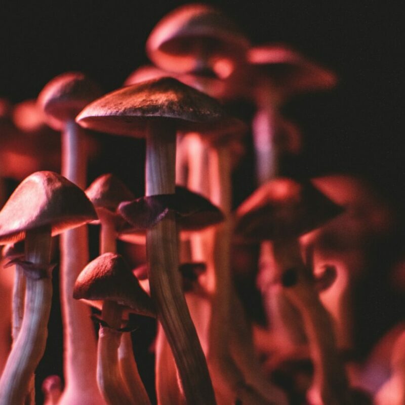  | Magic Mushrooms Online Canada