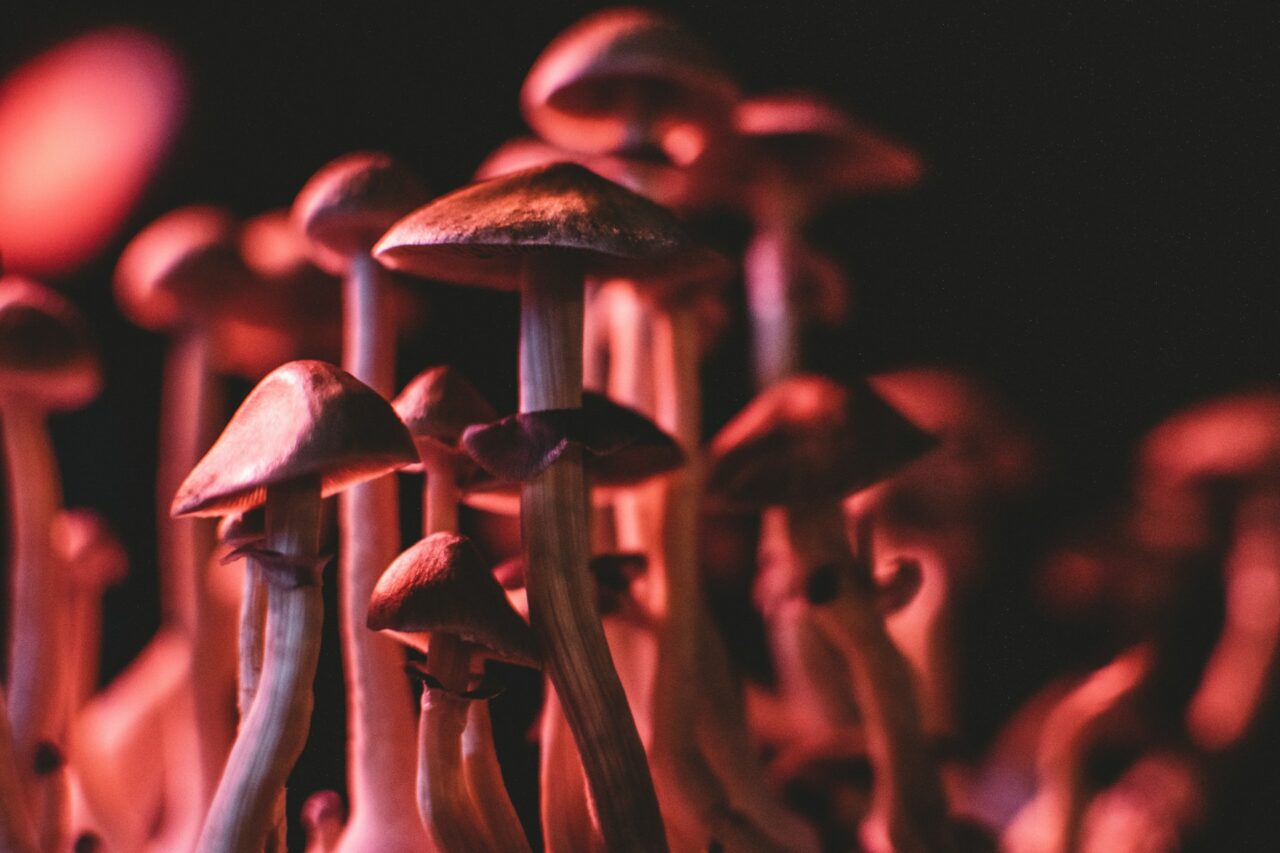 How I Successfully Procured Psychedelics Online (While Evading Scams)